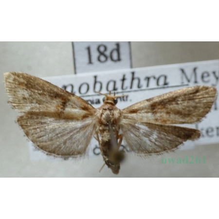 Acrobasis repandana (Fabricius, 1798) Czech18d